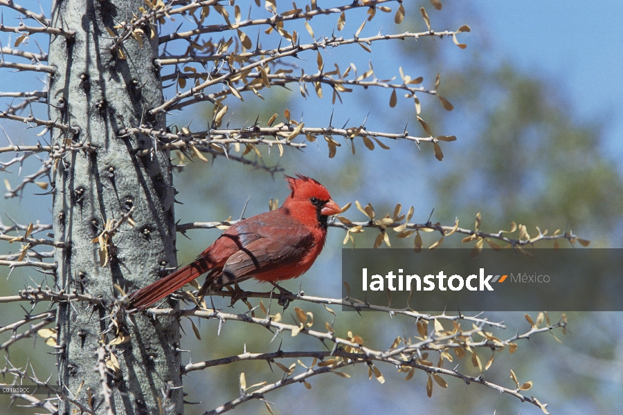 Cardenal norteño (Cardinalis cardinalis) macho posado en cactus, Arizona