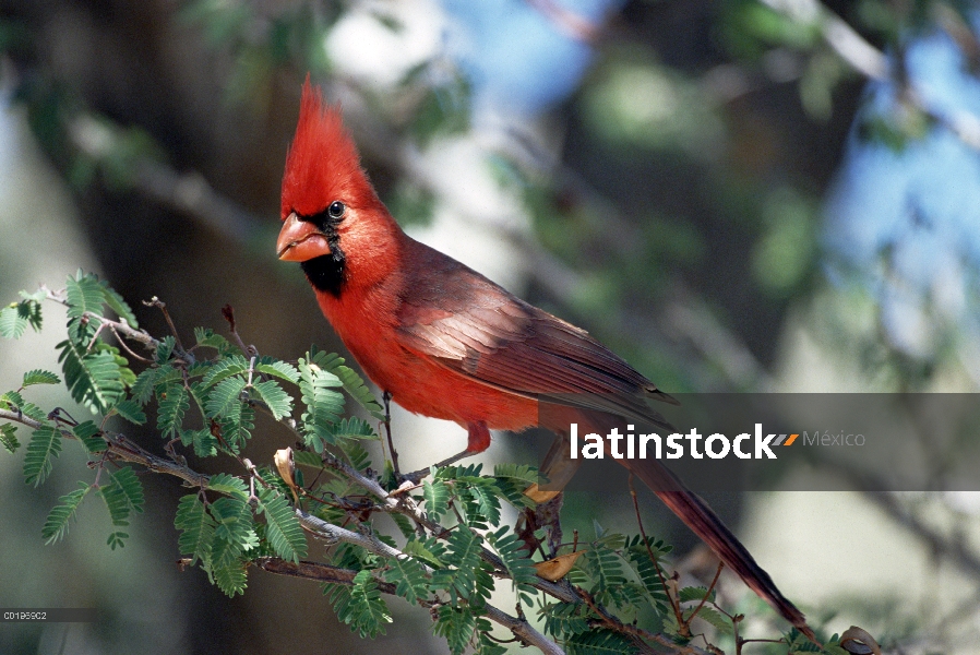 Cardenal norteño (Cardinalis cardinalis) macho posado en árboles, Arizona