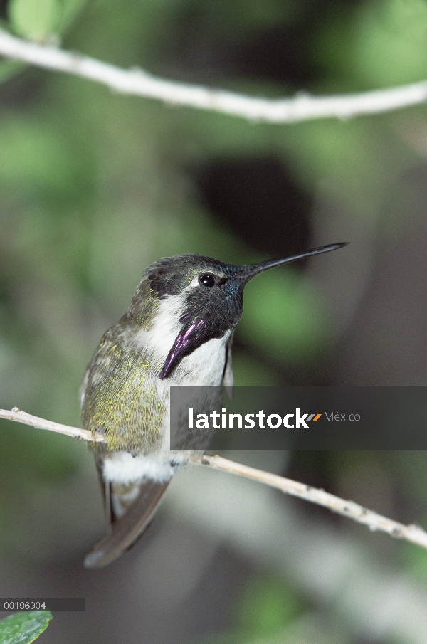 Hombre de Colibrí (Calypte costas) de costa en el resto, Arizona Sonora Desert Museum, Monumento Nac