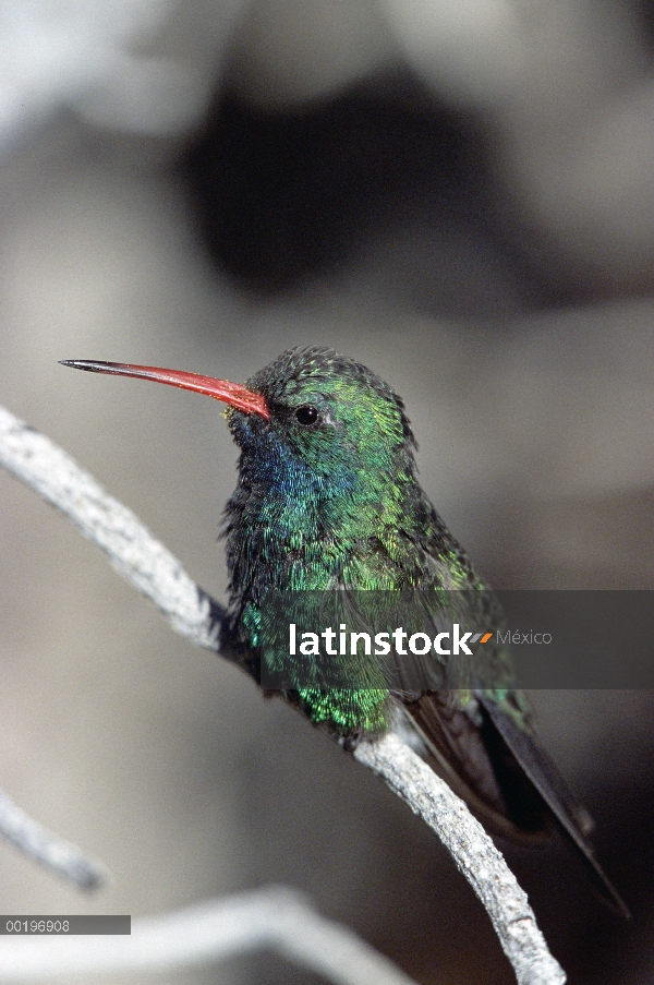 Broad-billed retrato primer plano Colibrí (Cynanthus latirostris) de un hombre, Museo del desierto d