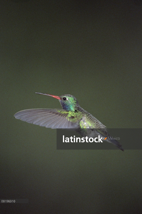 Colibrí pico ancho (Cynanthus latirostris) macho volando, Madeira Canyon, bosque nacional de Coronad