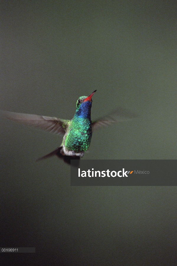 Colibrí pico ancho (Cynanthus latirostris) macho volando, Madeira Canyon, bosque nacional de Coronad