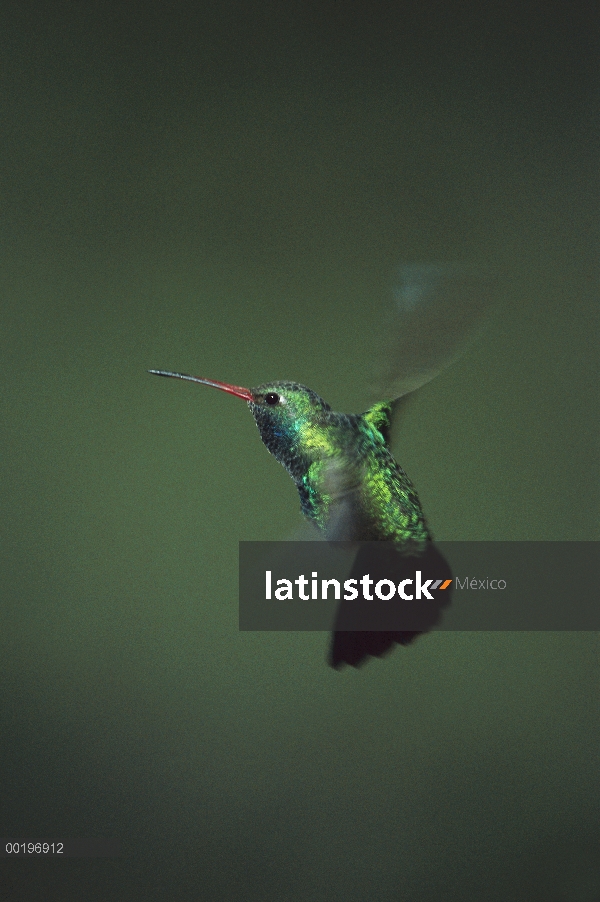 Colibrí pico ancho (Cynanthus latirostris) macho volando, Madeira Canyon, bosque nacional de Coronad