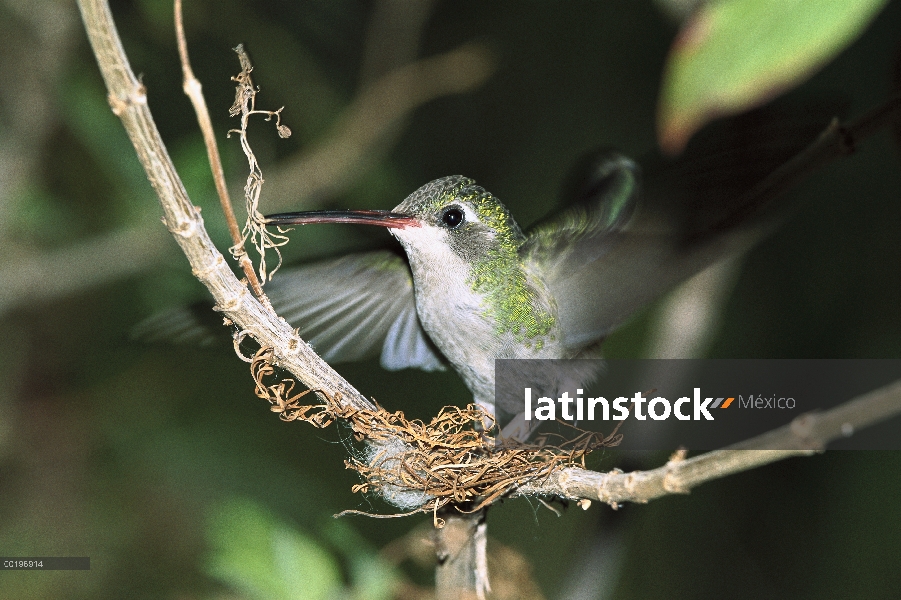 Colibrí pico ancho (Cynanthus latirostris) hembra construyendo nido, Museo del desierto de Sonora, M