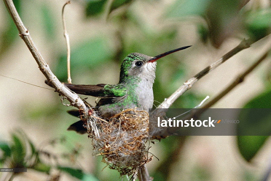 Colibrí pico ancho (Cynanthus latirostris) hembra construyendo nido, Museo del desierto de Sonora, M