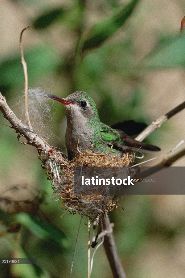 Colibrí pico ancho (Cynanthus latirostris) hembra construyendo nido, Museo del desierto de Sonora, M