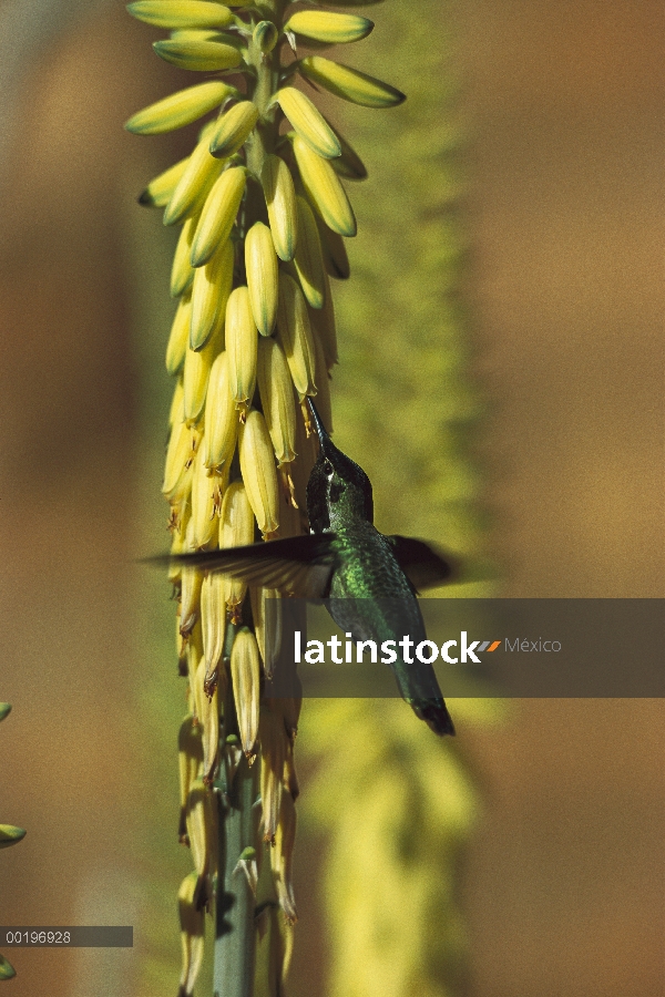 Hombre de Colibrí (Calypte anna) de Anna obtener néctar del tallo de la flor, Arizona