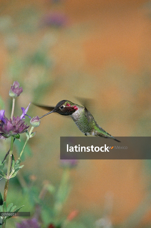 Hombre de Colibrí (Calypte anna) de Anna recogiendo néctar de flores, Arizona