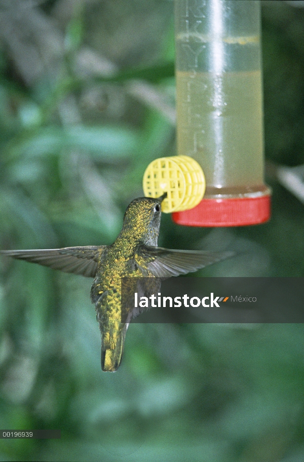 Colibrí Lucifer (Calothorax lucifer) en el alimentador, Arizona