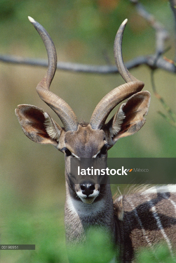 Retrato de Kudu (imberbis de Tragelaphus) menor, África