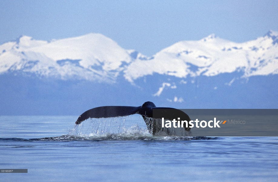 Cola de ballena jorobada (Megaptera novaeangliae) contra montañas nevadas, pasaje interior, Alaska