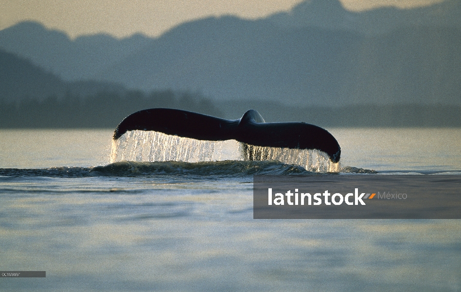 Ballena jorobada (Megaptera novaeangliae) buceo, pasaje interior, Alaska