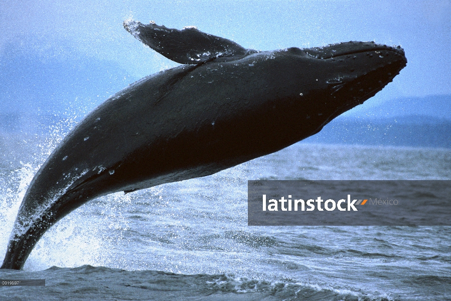 Ballena jorobada (Megaptera novaeangliae) violar, pasaje interior, Alaska