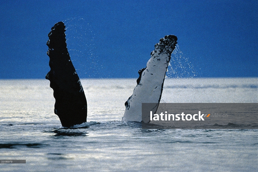 Aletas de la ballena jorobada (Megaptera novaeangliae), pasaje interior, Alaska