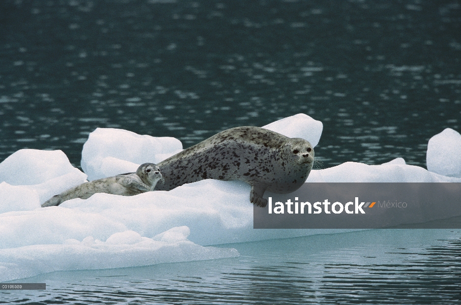 Sello de puerto (Phoca vitulina) madre y cachorro descansando sobre los témpanos, Alaska