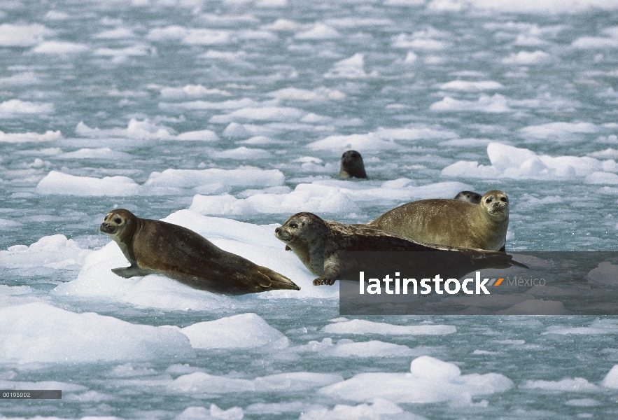 Grupo sello de puerto (Phoca vitulina) descansando sobre los témpanos de hielo, Alaska