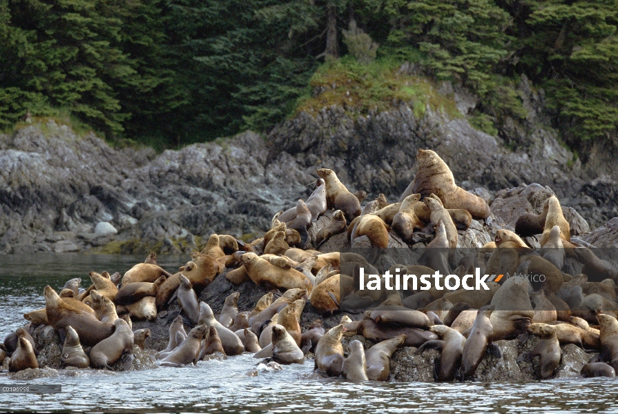 León de mar de Steller (Jubatus de Eumetopias) grupo congrega en la roca, isla de hermanos de Occide