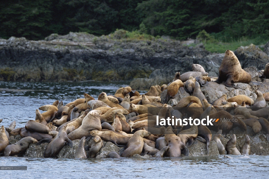 León de mar de Steller (Jubatus de Eumetopias) grupo congrega en la roca, Isla del hermano de oeste,