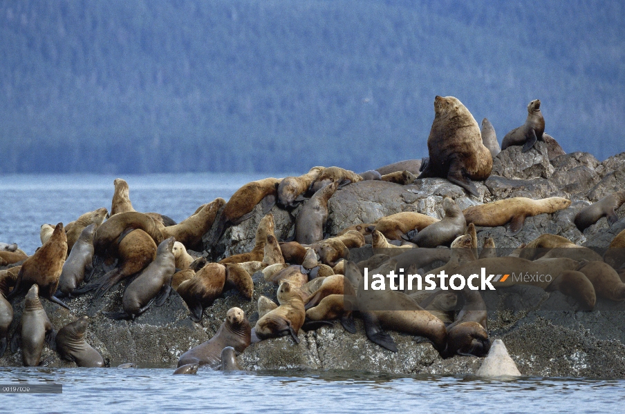 León de mar de Steller (Jubatus de Eumetopias) grupo congrega en la roca, isla de hermanos de Occide