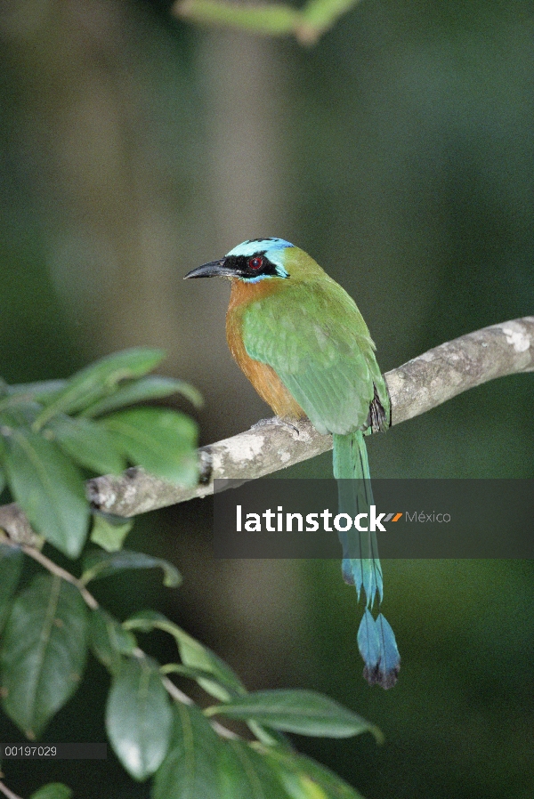 Azul-coronado Motmot (Momotus momota) retrato, Tobago, West Indies