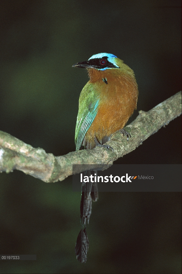 Motmot de corona azul (Momotus momota) perchado en la rama, Tobago, Antillas, Caribe