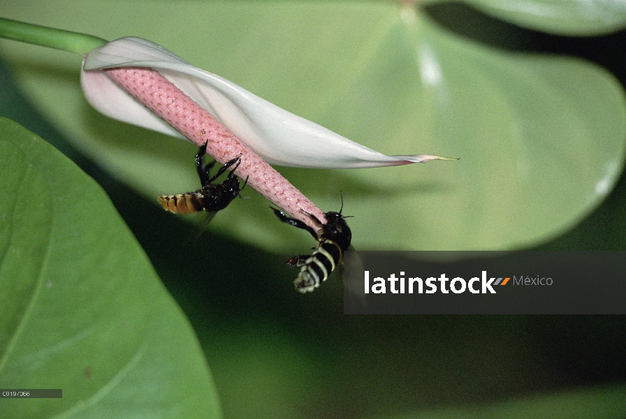 Maraval Lily (Spathiphyllum cannifolium) con polinizadores abejas escalada en espádice, Trinidad, We