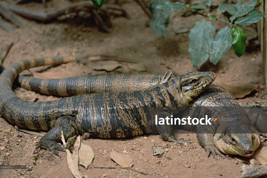 Común Tegu (Tupinambis teguixin) par, Trinidad, West Indies