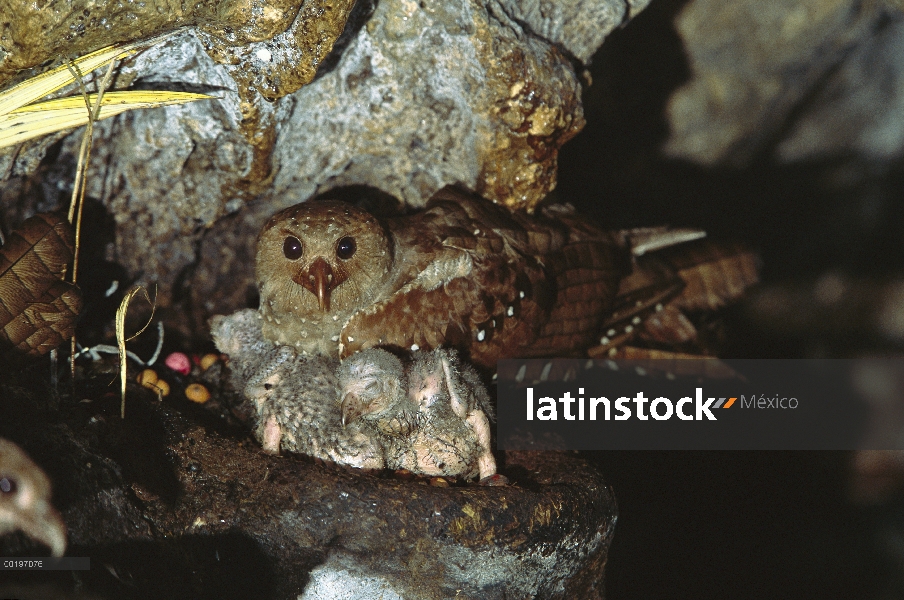 Guácharo (Steatornis caripensis) padres y pichones en el nido en cuevas de la Aripo, pájaros utiliza