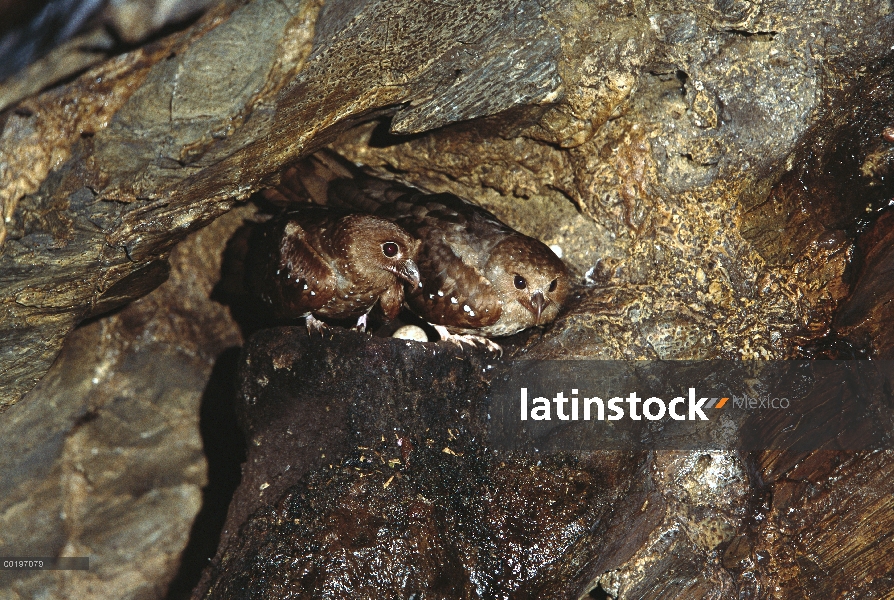 Par de Guácharo (Steatornis caripensis) en el nido en cuevas de la Aripo, pájaros utilizan una forma