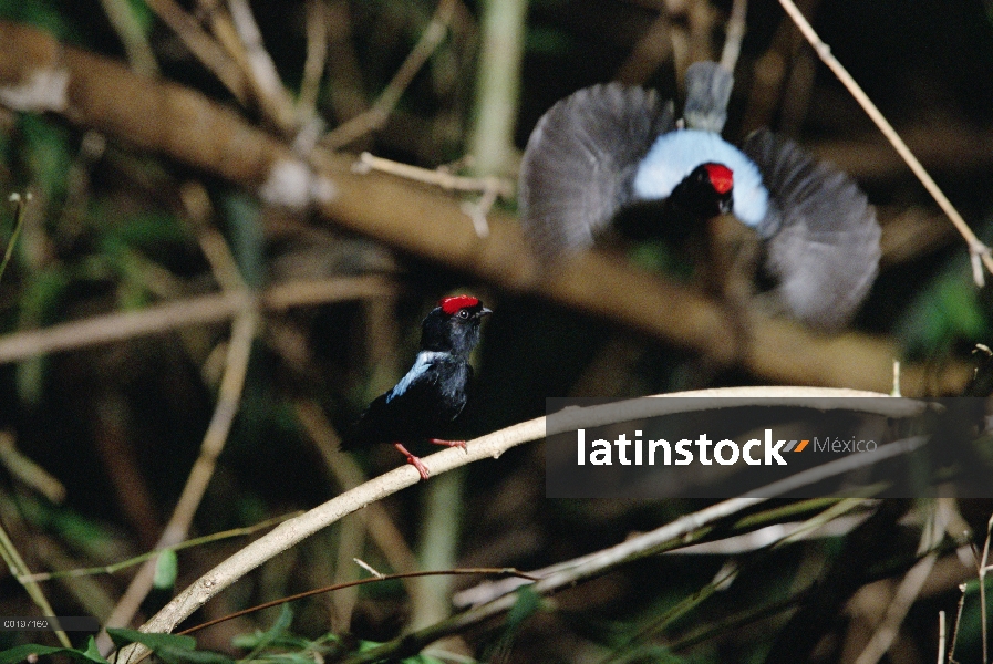 Par de Saltarín (Chiroxiphia pareola) azul-con el respaldo de hombres bailando, Tobago, West Indies