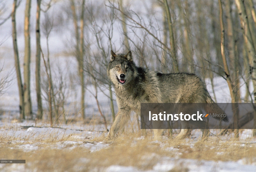 Lobo (Canis lupus), América del norte