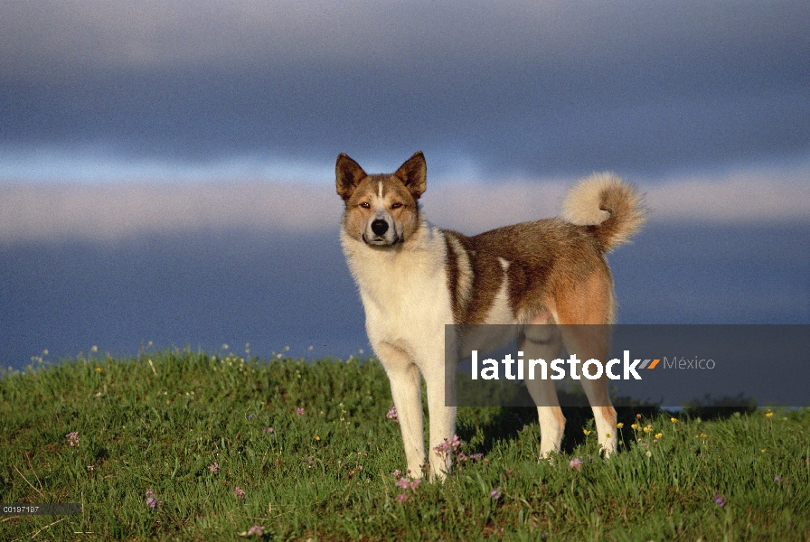 Perro doméstico (Canis familiaris), Península de Taymyr, Siberia