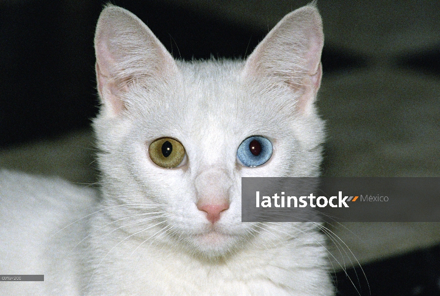 Gato adulto gato (Felis catus) blanco con un ojo azul y un ojo marrón, una condición llamada Heteroc