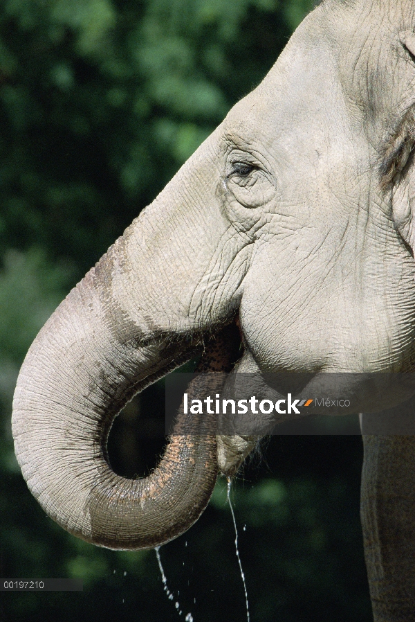 Elefante asiático (Elephas maximus) beber