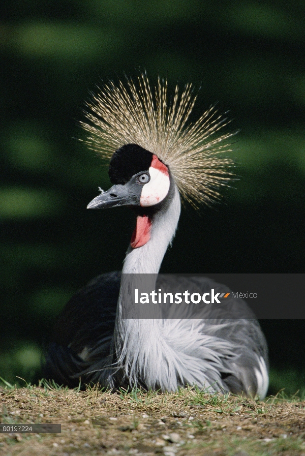 Grulla de cabeza gris (Balearica regulorum)