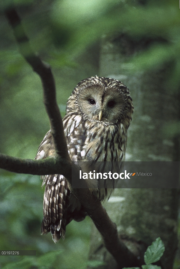 Ural Owl (Strix uralensis), Montes Urales, Europa