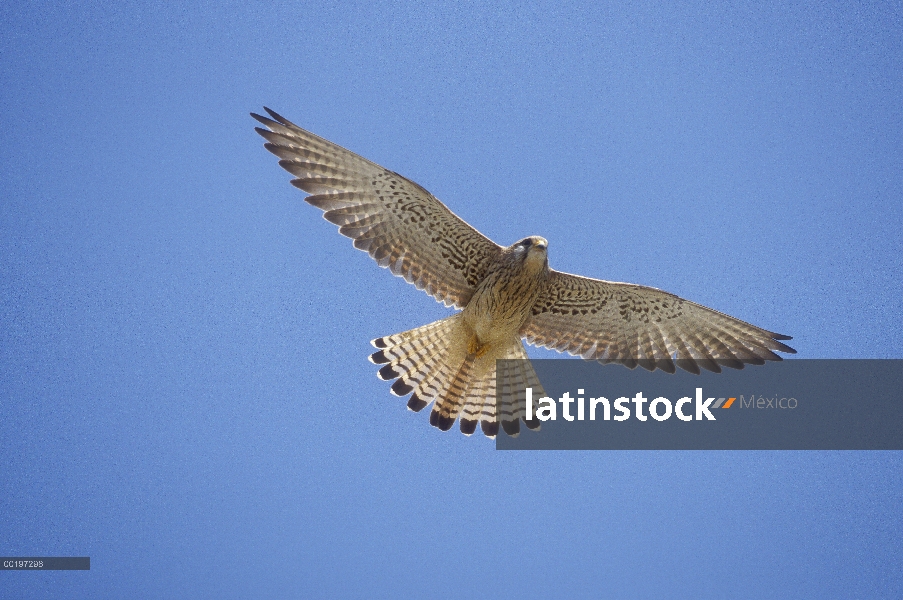 Hembra de Cernícalo vulgar (Falco naumanni) menor vuelo, Turquía