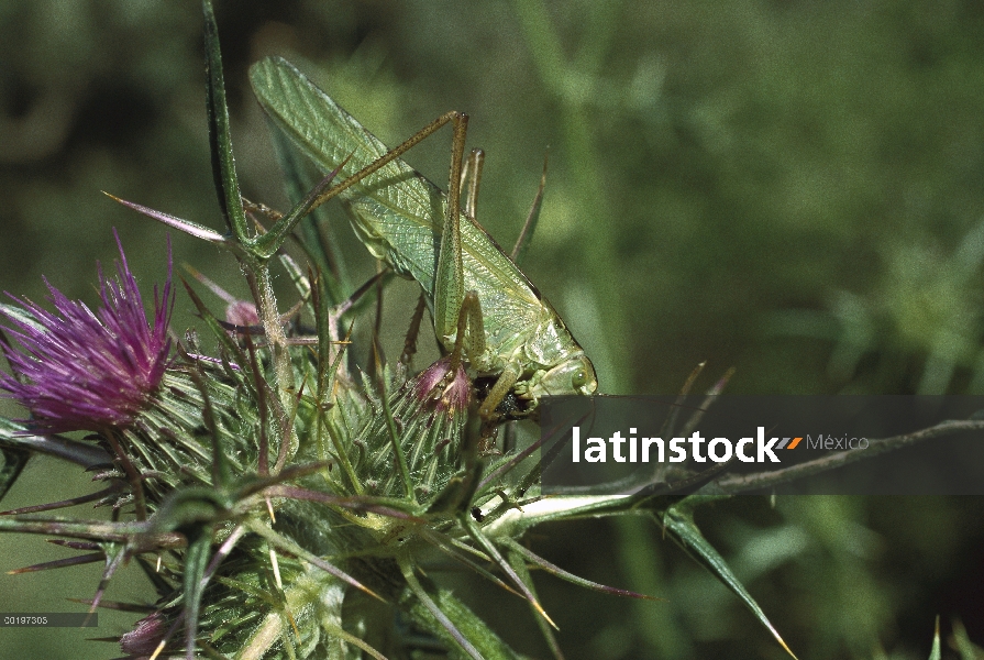 Gran Green Bush Cricket, (Tettigonia viridissima) en cardo, Turquía