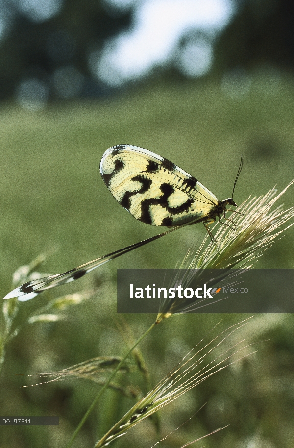 Mariposa alas de encaje (Nemoptera sinuata) sobre hierba, Turquía