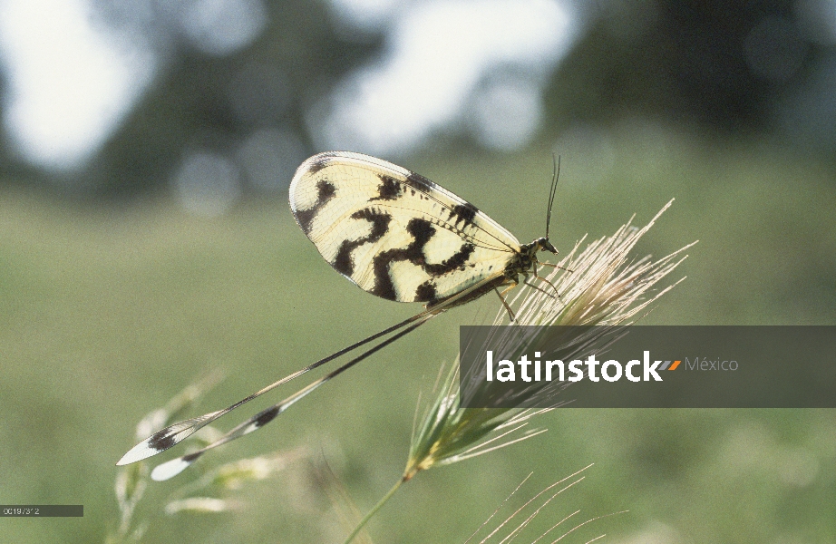 Mariposa alas de encaje (Nemoptera sinuata), Turquía