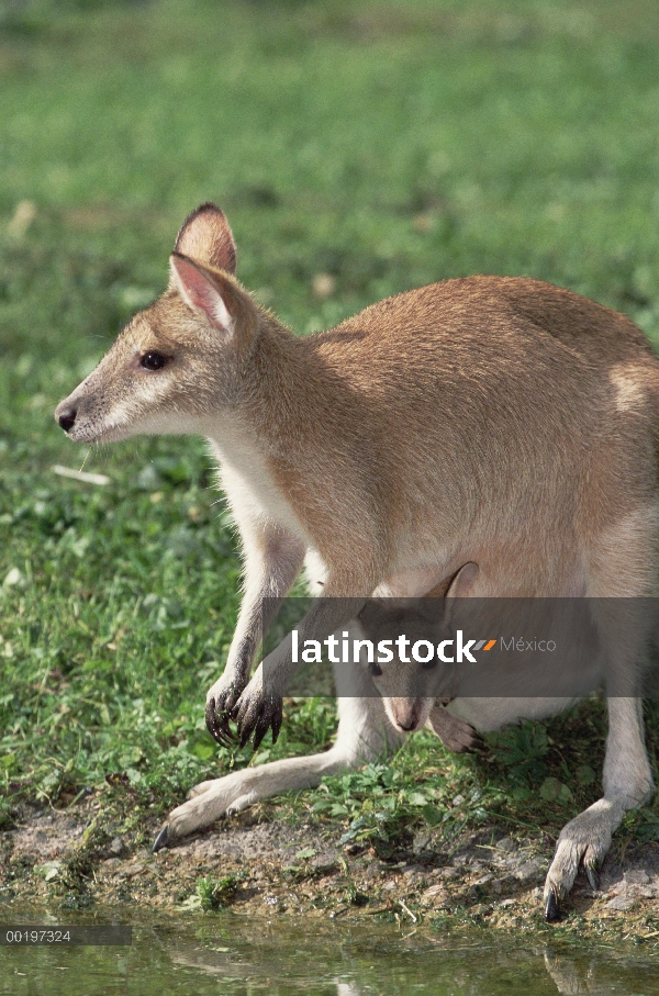 Wallaby ágil (agilis de Macropus) con joey en bolsa