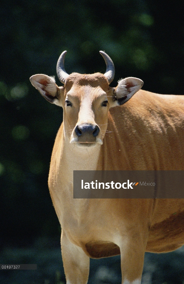 Mujer de Banteng (Bos javanicus)