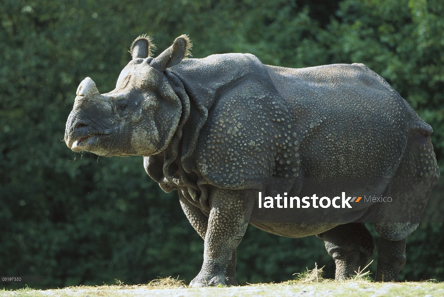 Rinoceronte indio (Rhinoceros unicornis), nativo a la India