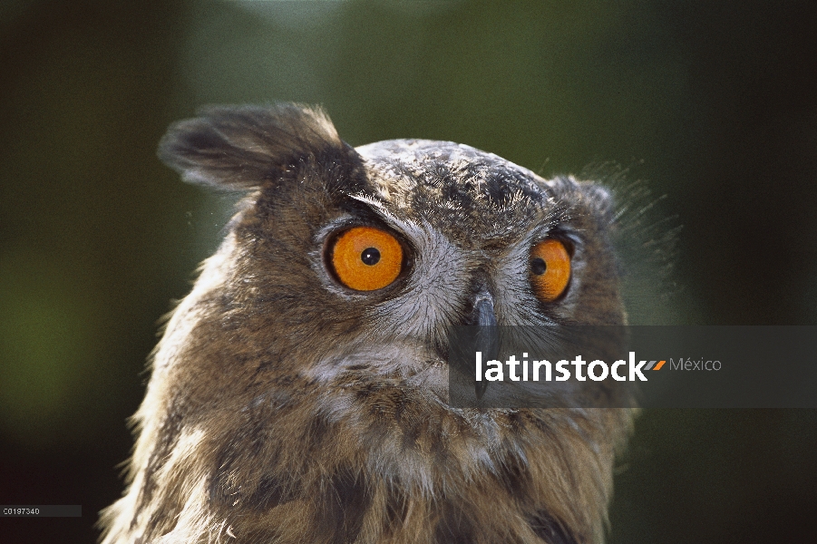 Retrato de Eurasia-búho real (Bubo bubo), Alemania