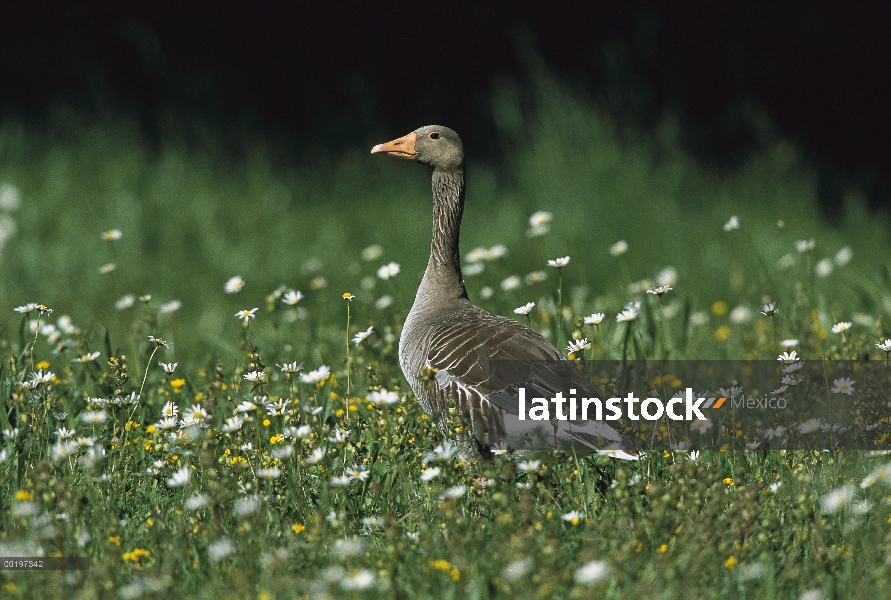 Ganso común (Anser anser) en un campo de flores, Alemania