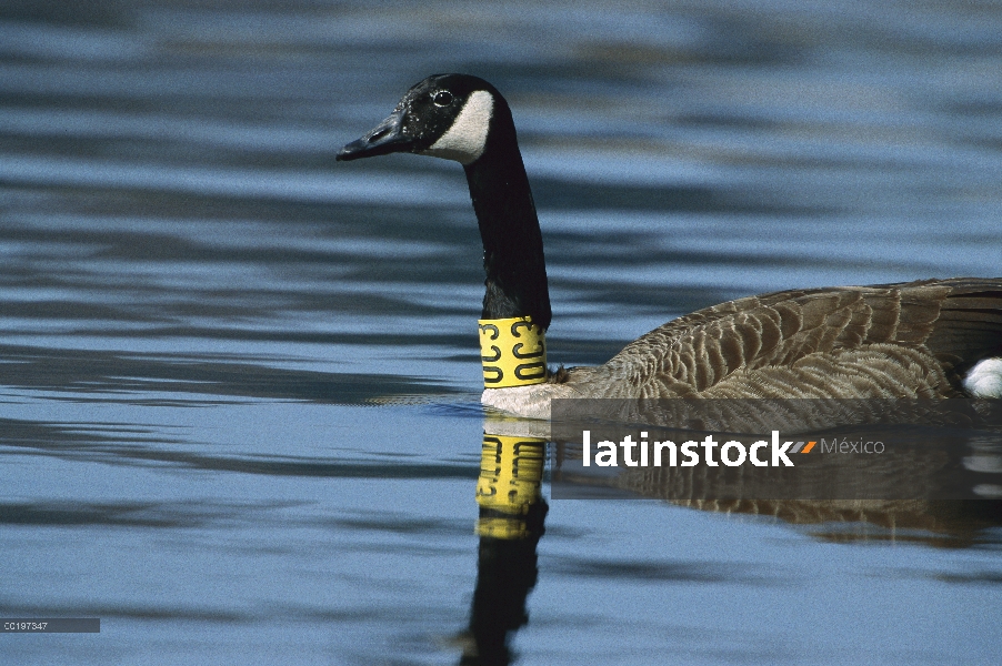 Barnacla Canadiense (Branta canadensis) adulto en el agua con seguimiento etiqueta alrededor de su c