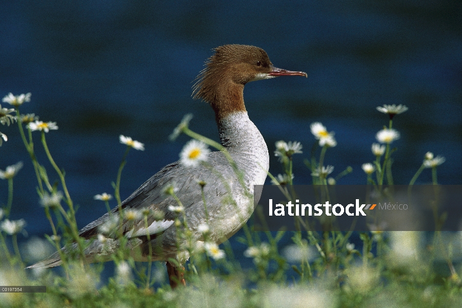 Mujer de Merganser (Mergus merganser) común, Alemania