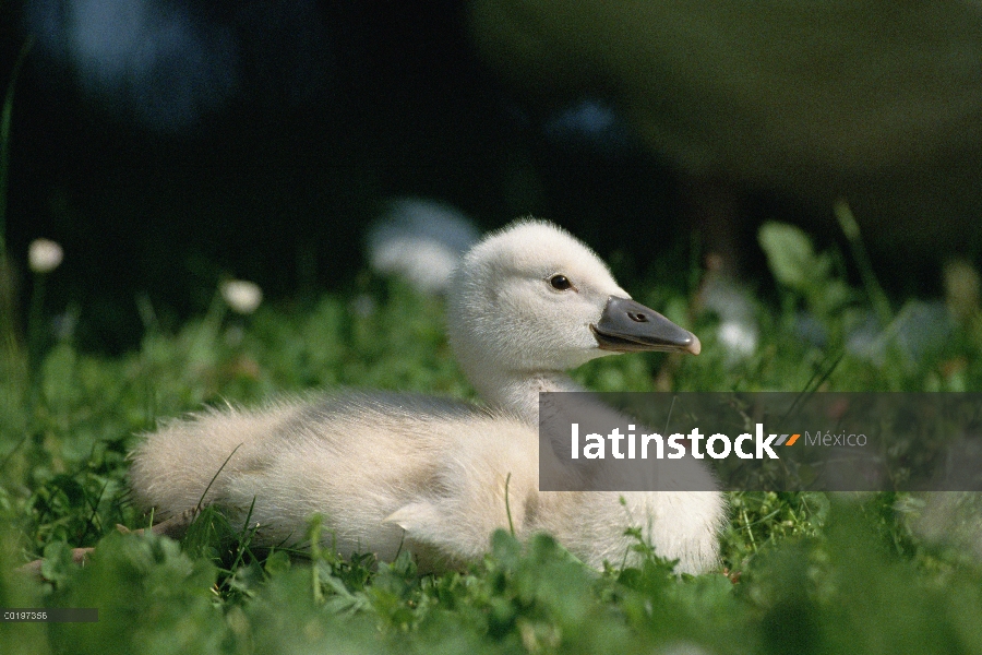 Polluelo de cisne (vulgar Cygnus olor), Alemania