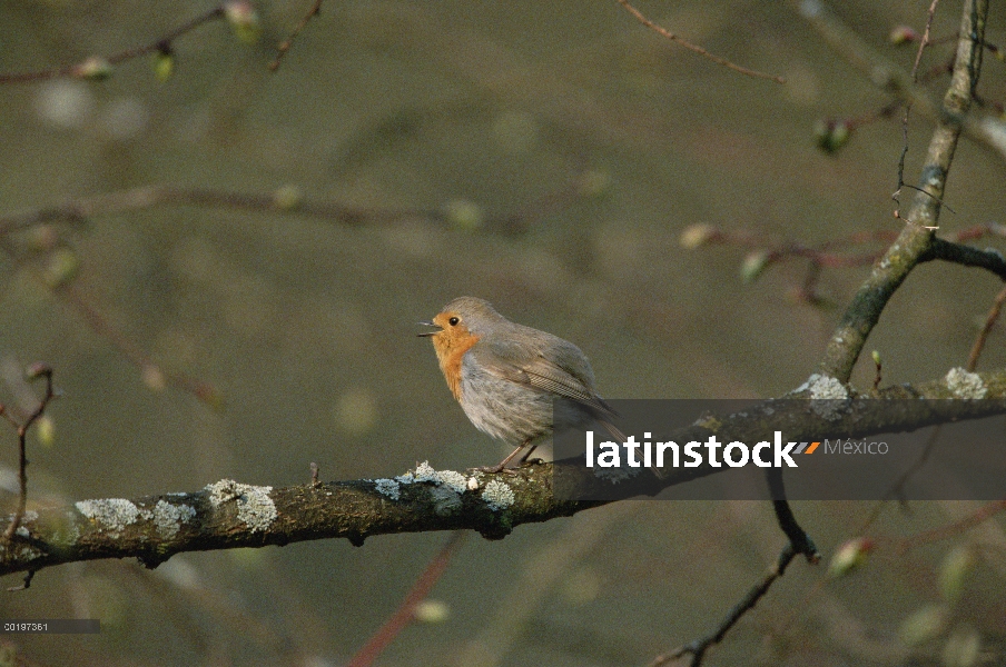 Petirrojo (Erithacus rubecula) cantando, Alemania