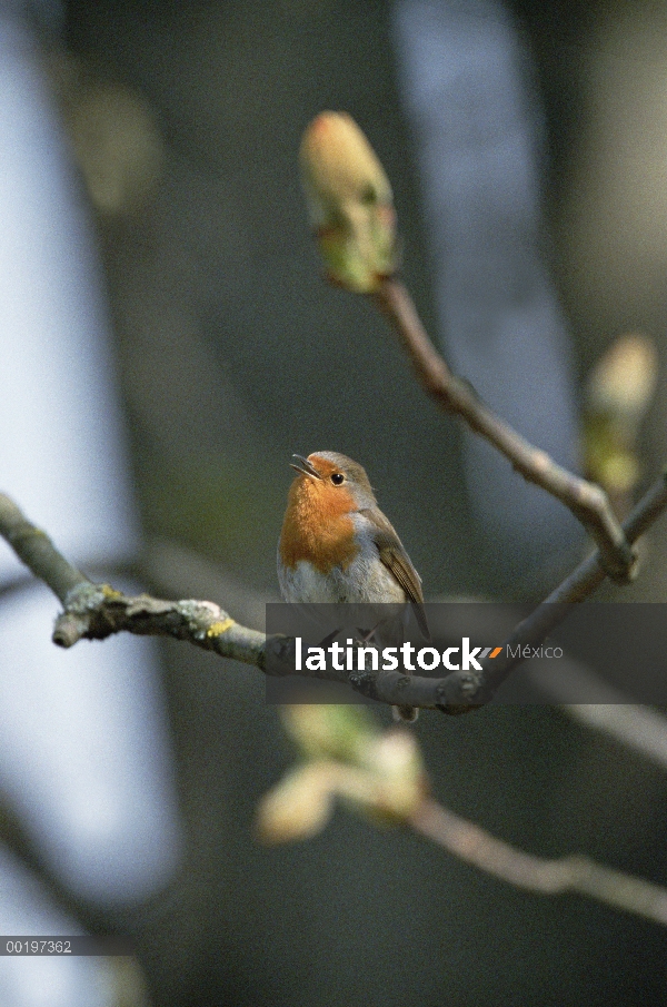 Petirrojo (Erithacus rubecula) cantando, Alemania